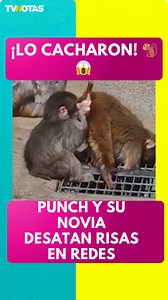 Punch volvió a hacerse viral 🐒😱 pero ahora por un curioso momento con su novia. El monito fue captado muy concentrado “inspeccionándola”, desatando risas y todo tipo de comentarios en redes. El clip ya circula por todos lados y tiene a internet muerto de risa 😂 📹: RRSS #punch #tvnotas