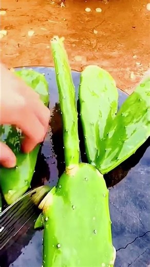 Most Satisfying Cactus Cutting! #shorts