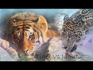 Tiger vs. Jaguar: Who Wins the Battle of the Big Cats?