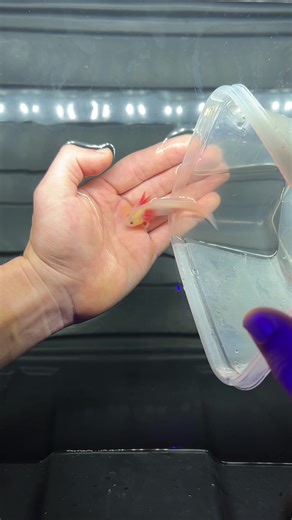 Stunning GFP Split Mosaic Axolotl - Captivating Aquatic Wonder