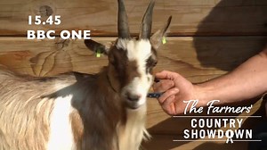 2.4K views · 72 reactions | PYGMY GOATS! You gotta love em! Watch them in action on tomorrrows The Farmers Country Showdown Weekdays on BBC One at 15.45 | The Farmers Country Showdown | Facebook