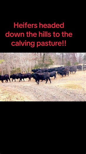 Spring Calving Season: Heifers on the Move