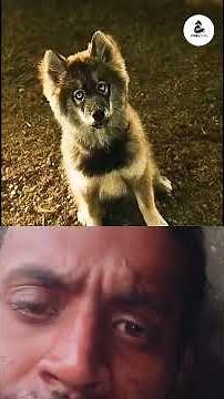 the good dog (part 01)
