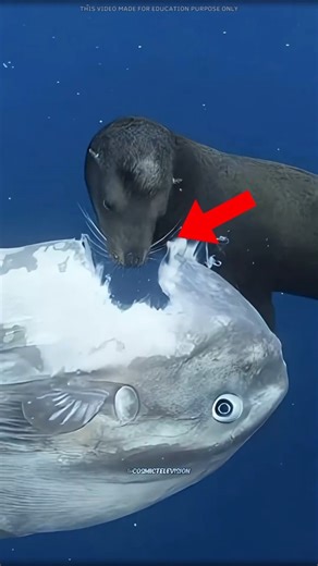 Why This Seal Eats a Sunfish LikeTrash. #facts #science #shorts