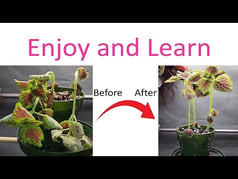 Timelapse of Wilted Plants: Watering for Revival