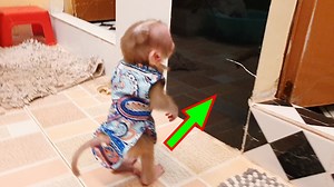 142K views · 3.8K reactions | Most Funny Tiny Baby Monkey Lion Silly Face Show Himself In Mirror | Baby Lion | Facebook