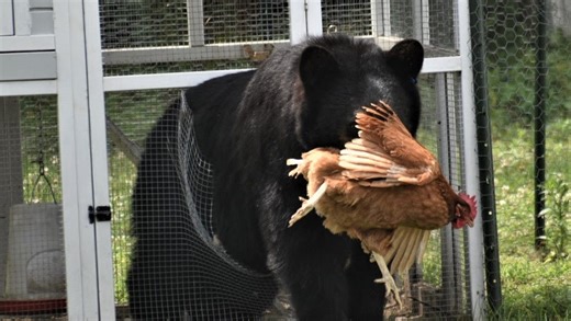 Bears, bobcats and reptiles: What other AL wildlife can you encounter while on a spring hike?