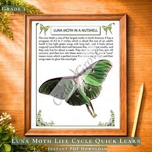 Luna Moth Life Cycle & Insect Study Cycle Worksheets PDF | 4 Insect Life Science Worksheets for Kids, Homeschool Science Printable - Etsy
