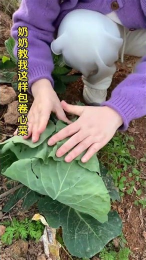 Grandma's Secret: Easy Cabbage Wrapping Method