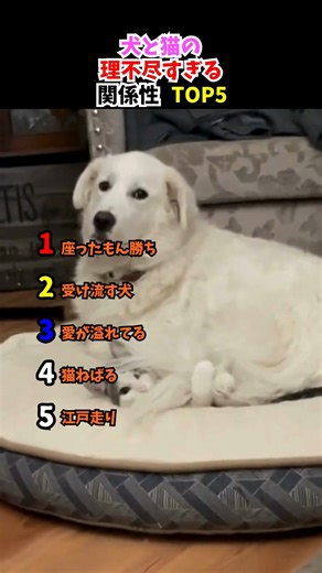 【トップ5】犬と猫の関係性がおもしろすぎる#犬と猫 #おもしろ動画 #ランキング
