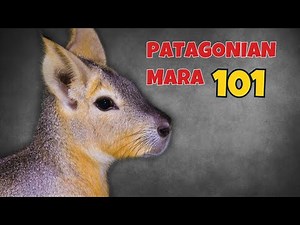 Patagonian Mara 101: Everything You Need to Know Before Exploring!
