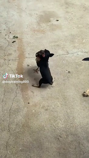 😂😂 follow us to train your dog #dogloversofti #dogtraininginformation #dogtraininginprogress #dogsofnewyorkcity #dogtrainervideo #dogtrainingvideotips #dogtrainingchicago #fyp #foryourpage