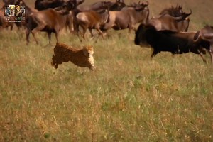 652K views · 23K reactions | Wild Cats - [ हिन्दी डाक्यूमेंट्री ] Part 4 , #nature #wildcats #documentary #discovery #wildworlddocumentary | Wild World | Facebook