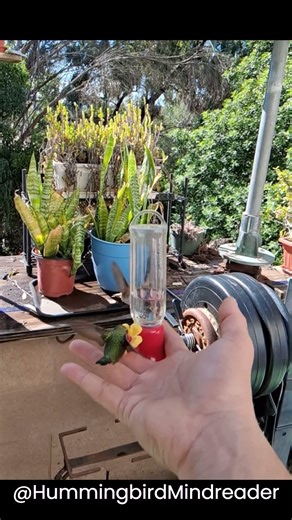 Two hummingbirds having a conversation