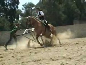 Merlin - Cavalo Power em treinamento!!