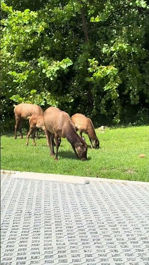 Family of Elk in Cherokee, NC – A Majestic Sight!