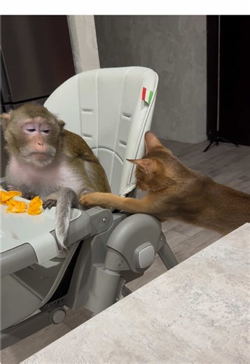 Кот Жора и макака Чита # | cat and monkey