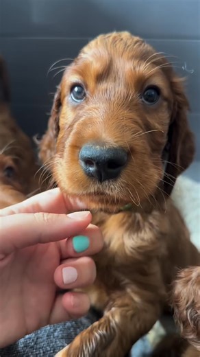 Green collar male 💚 #IrishSetter #IrishSetterPuppy #IrishSetterPuppies #IrishSetterLovers #IrishSetterLife #IrishSetterLove #IrishSetterOfInstagram #IrishSetterBreeder #IrishSetterKennel #IrishSetterPuppyLove #RedSetter #SetterPuppy #SetterLove #SetterLife #IrishSetterNation #IrishSetterWorld #IrishSetterGram #IrishSetterDogs #SetterPuppiesForSale #IrishSetterCommunity | Irish Setter Kennel