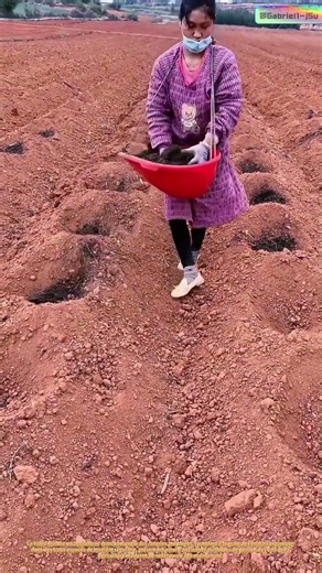 Répandre l'espoir à la main : pourquoi 10 000 ans d'agriculture surpassent encore les algorithmes