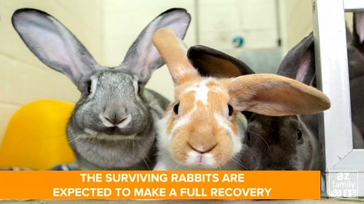 RABBIT RESCUE! The Arizona Humane Society helped save 166 rabbits from horrific conditions at a Gilbert home. STORY: http://bit.ly/2k6uXH0 | azfamily 3TV CBS 5