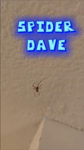spider!! 🕷🕷 it's spider dave!! 😱🕷 #funny #minecraft #spider #spiderdave