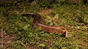 European legless lizard feeding a rat. it's Not a snake, glass lizard. its characteristics: Wide tongue, possessing eyelids, possessing external ear openings. non venomous reptile, harmless. reptiles Stock Video