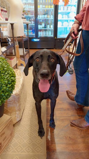 Looking for a dog-friendly destination in the Foothills? Check out our guide for where to play, grab a treat, and curl up with your pack in Hickory. In partnership with Visit Hickory NC. | Our State Magazine