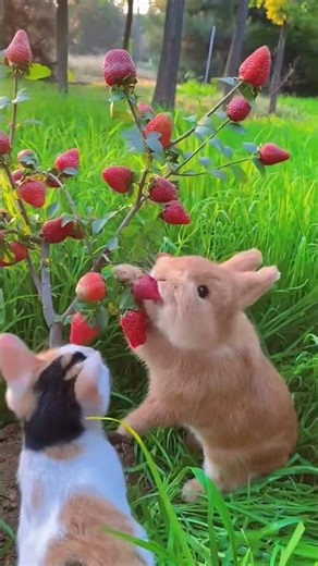 cat and rabbit eating strawberries || rabbit eating strawberries || rabbit eating sound #cat #rabbit