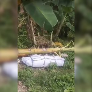 Cebu City vet: Properly dispose deceased pets