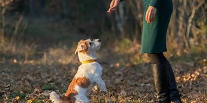 Comment éduquer votre chiot comme un professionnel : astuces et conseils pratiques