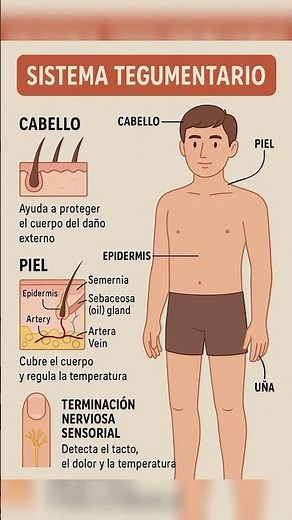 El sistema tegumentario es el conjunto de estructuras que recubren y protegen el cuerpo humano.
