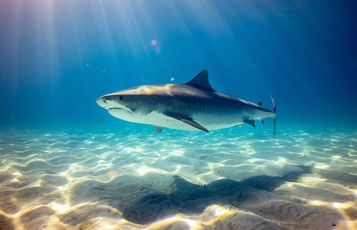 Antibacterial Film Inspired by Sharks — Innovation — AskNature