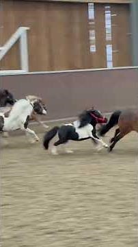 Miniature Horses Running and Playing in an Indoor Arena