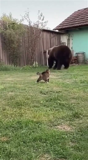 Brave Cat Confronts Huge Bear 🐻😼 | Must-See Face-Off!