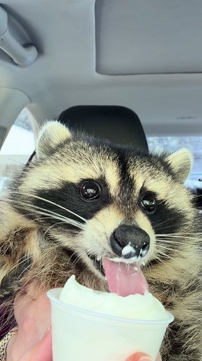 Hectic Mondays call for pup cups *we are a legally licensed rescue for raccoons with disabilities