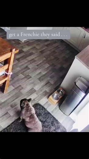 French Bulldog Diarrhea Explosive Reaction Video