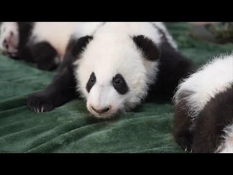 6 Baby Giant Pandas Are 'Naughty'