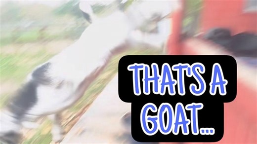 21K views · 4.1K reactions | Flying goats | Shirtless Jake's Homestead | Facebook
