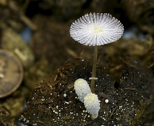 Coprinopsis - Alchetron, The Free Social Encyclopedia