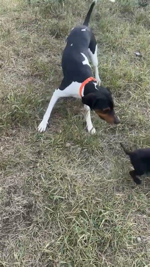 Roscoe was excited to meet his new brother Bow 6 months ago! #bestfriends #hounddog #puppy