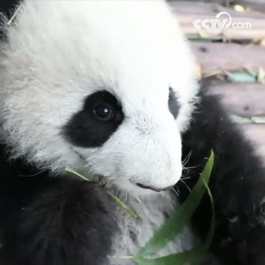 Un bébé panda super mignon mange du bambou|CCTV Français