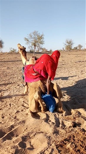 مدام الصحراء تمنح الجمل دفئًا أزرق فيقف رافعًا رأسه فرحًا