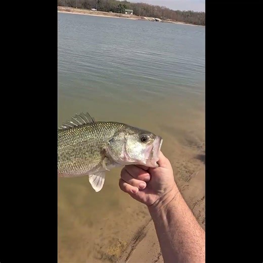 Frank Scalish Signature Series Bandit 200! Its a Fish Catcher!!!