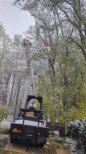 Trimming Black locust next to your house tight spot. Pittsford New York golf Ave | OAKES TREE SERVICE