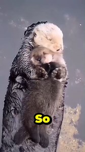 “The Cutest Animal With a Secret Superpower 🦦✨” #SeaOtter #AnimalFacts #WildlifeReels #OceanLife #CuteAnimals | Animal World01