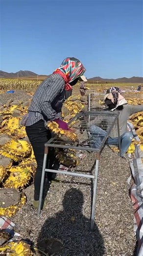 Harvesting Sunflower Seeds.