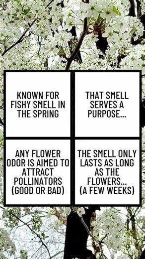 Kansas City-area residents can trade invasive Bradford pear for a free native tree