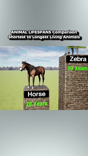 Animal Lifespans Compared: Facts & Figures