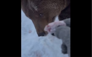 🐻俄罗斯家养熊只吃甜食和蜂蜜，爷爷担心它营养不良，逼小熊吃一块红烧肉。小熊拒绝吃肉！