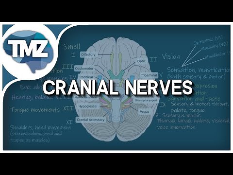 The Cranial Nerves | Basic overview (anatomy and function) | With MNEMONIC